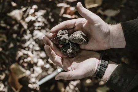 Italian truffles, known for a robust earthy and slightly garlicky taste, are a delicacy, and guests at the Casa di Langa in Piedmont, Italy, can hunt for their own.