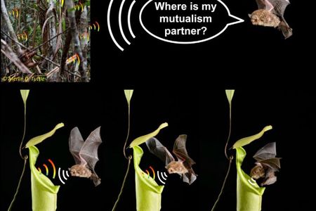 A graphical abstract from the paper shows the bat approaching its pitcher plant partner.