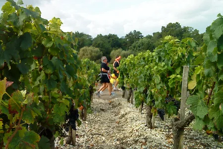 Runners pass by a vineyard in France during the 2008 Marathon du Medoc  