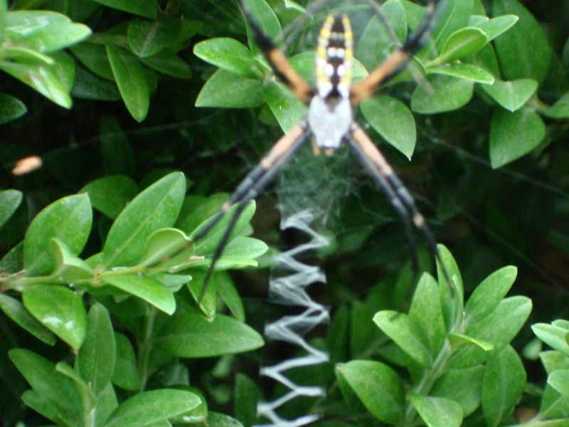 Spider making a ladder web Smithsonian Photo Contest Smithsonian