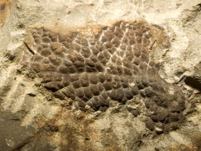 Fossilized skin from the neck of a Tyrannosaurus rex.