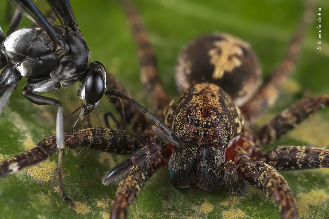 A black wasp beside a brown and yellow spider