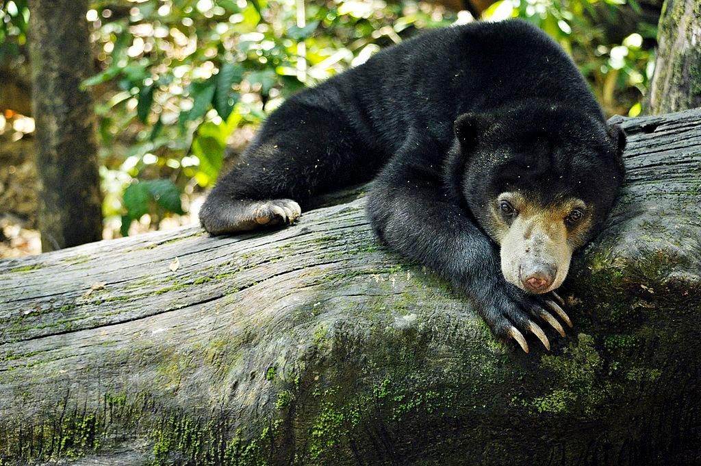 Sun Bears Mimic Each Other's Facial Expressions to Communicate | Smart  News| Smithsonian Magazine