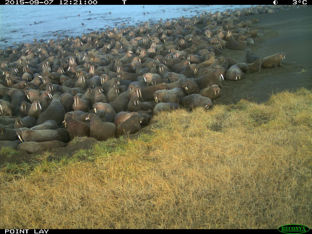 walrus hangout