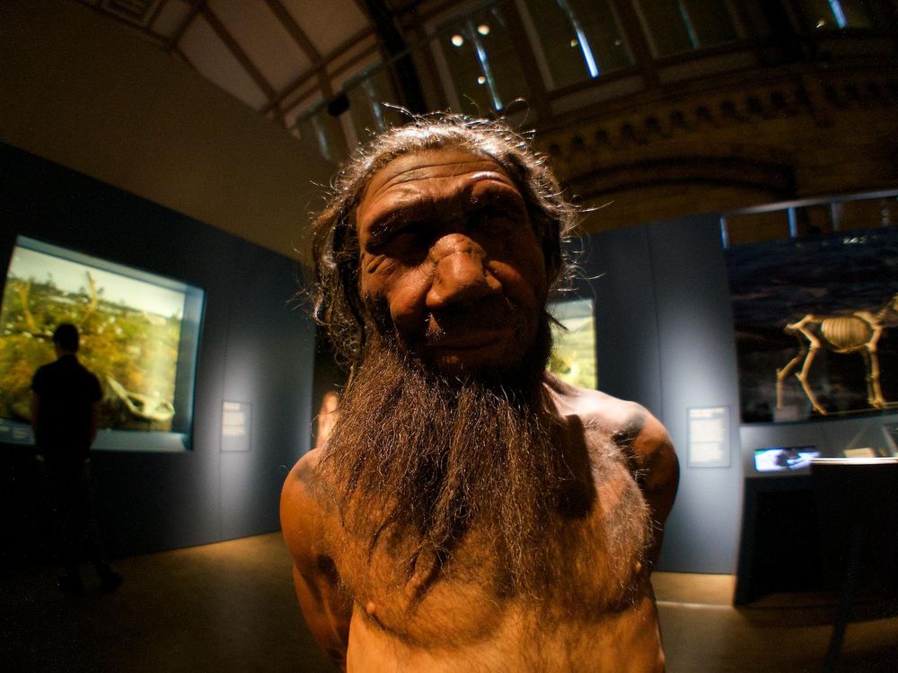 Homo neanderthalensis