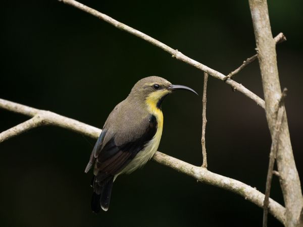 Purple Sunbird (Cinnyris asiaticus) thumbnail