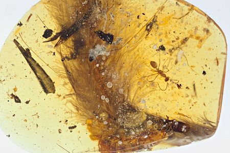 Underside of preserved tail section, displaying paler plumage, numerous decay products, and an associated ant.