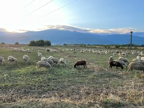 Sheep grazing The Republic of North Macedonia thumbnail
