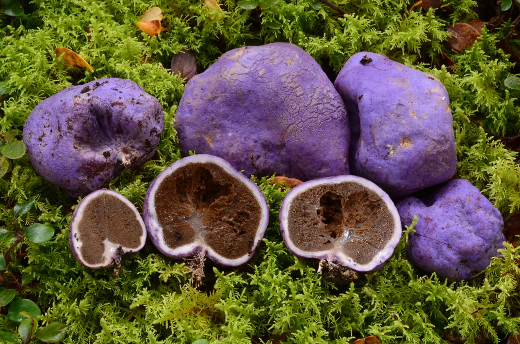 Bright purple blobs against green foliage