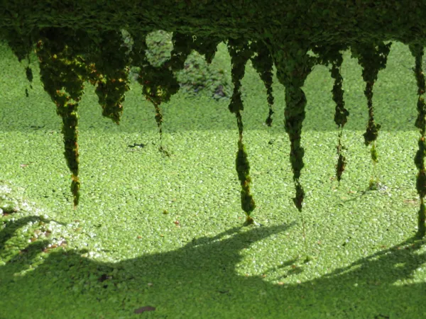 Duckweed dripping into a stream it covers thumbnail