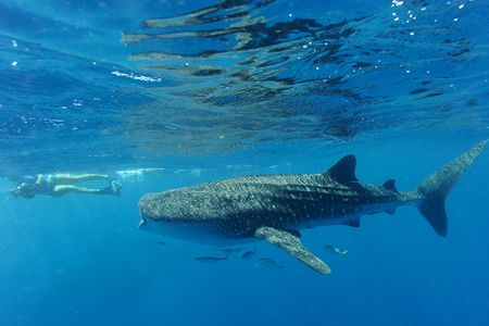 A whale shark off the coast of Australia.