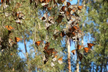 Monarch butterflies nesting in California in the winters have declined rapidly since 1981