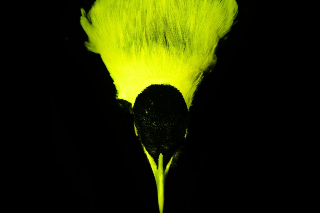 Biofluorescence in the emperor bird-of-paradise