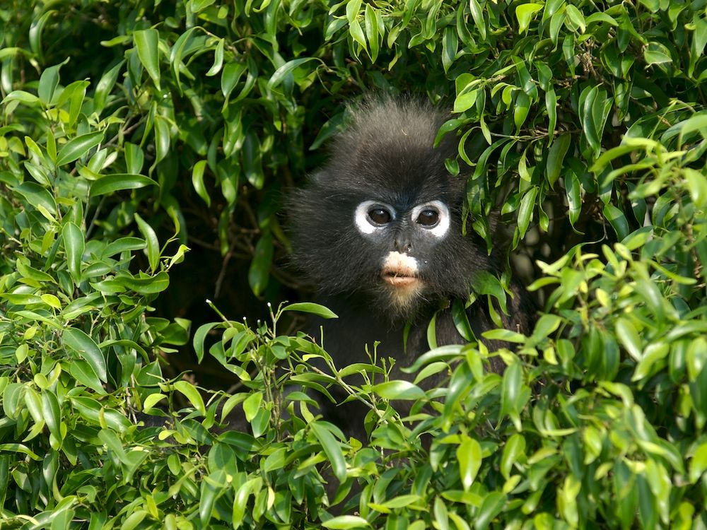 This dusky leaf monkey is curiously peaking out of the bushes in the  tropical rain forests of Penang, Malaysia, Smithsonian Photo Contest