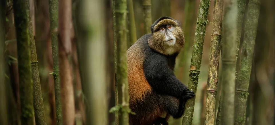  Spotting a golden monkey in Volcanoes National Park 