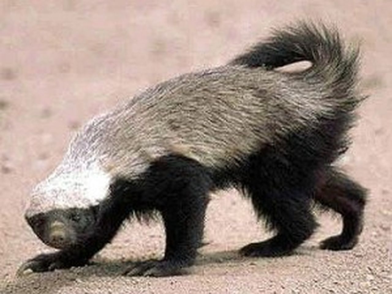 Honey Badgers Are Real