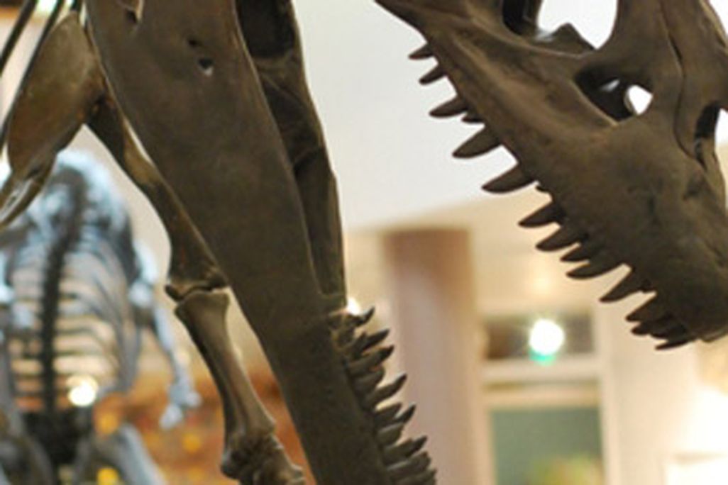 Allosaurus, on display at the CEU Museum in Price, Utah