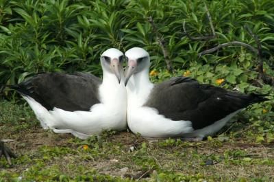 20110520104114albatross.jpg