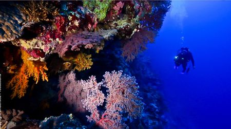 Osprey Reef, one of five reefs that will have have full national park-level protection in Australia.