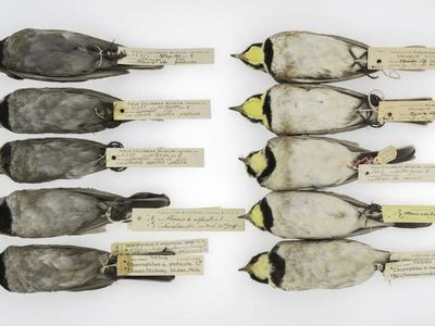 Older, soot-covered horned larks on the left and cleaner specimens on the right