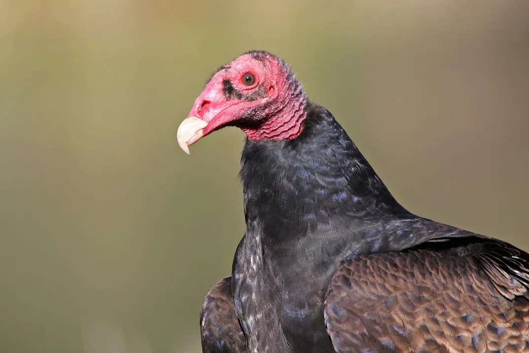 Turkey Vultures Have a Keen Sense of Smell and Now We Know Why