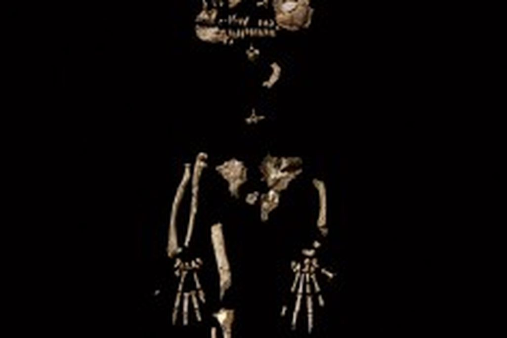 20110520102256ardi1HR-235x300.jpg
