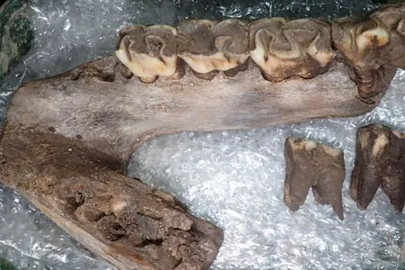 A partial woolly rhinoceros mandible with several teeth still attached.