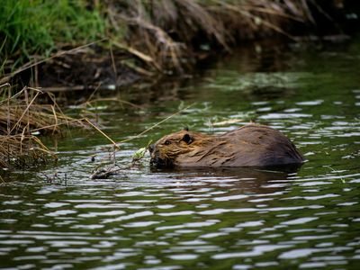 A North American beaver pictured in Denali National Park, Alaska. In recent years, beavers have been spotted further north in the Alaskan tundra than ever before. 
