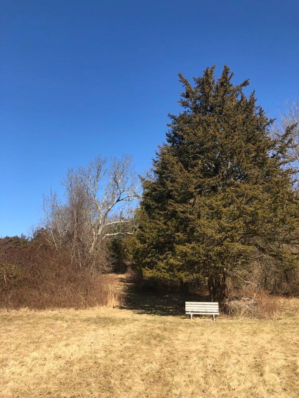 Under a clear, blue winter sky is a solitary bench in front of a large coniferous tree thumbnail
