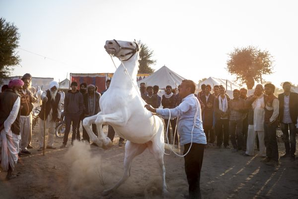 Horse for sale, Nagaur Cattle Fair, Rajasthan, India thumbnail