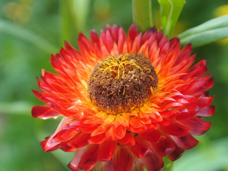 Volcanic Flower Smithsonian Photo Contest Smithsonian Magazine
