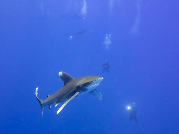 Oceanic Whitetip in the Red Sea thumbnail