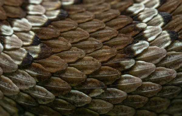 Scales of a Northern Pacific Rattlesnake thumbnail