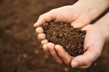 The microbes living in soil may be crucial for healthy plants. What's more, soil microbiomes are hyperlocal, varying immensely from place to nearby place.