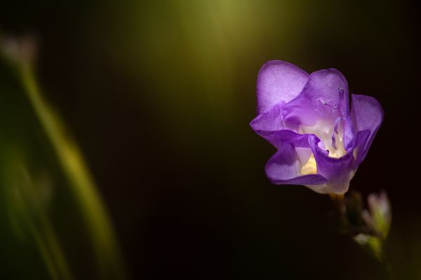 The Purple flower thumbnail