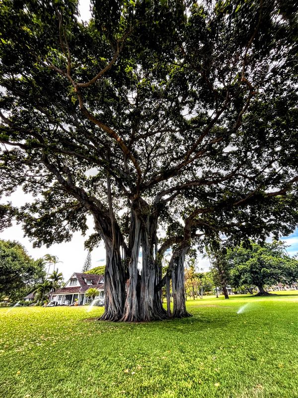 Whispers of the Wind: The Banyan Tree in Paradise thumbnail