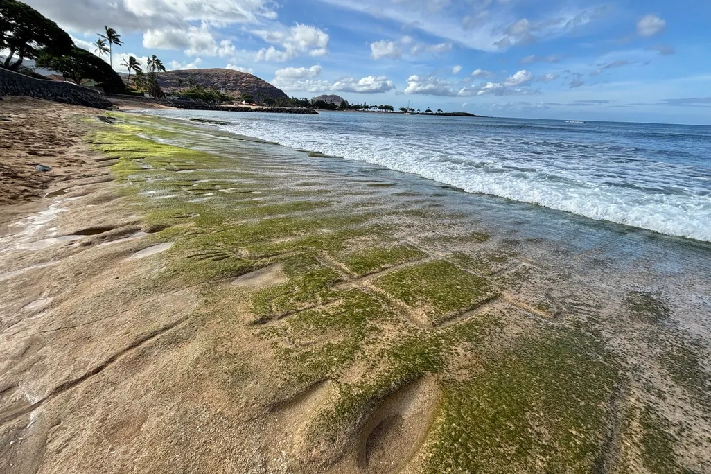 Petroglyphs covered in green algae near water