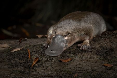 If the platypus looks like a mixture of bird and mammal features, it's because it is. 