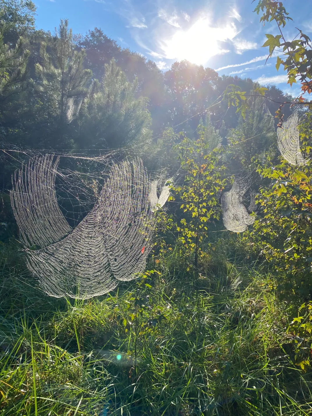 Joro spiders are an invasive species known for parachuting through