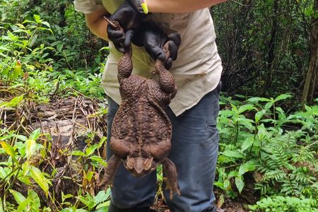 Park rangers found Toadzilla while conducting track work.
