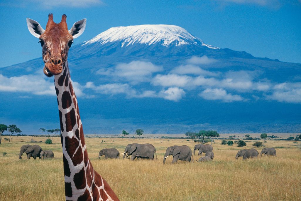 giraffe