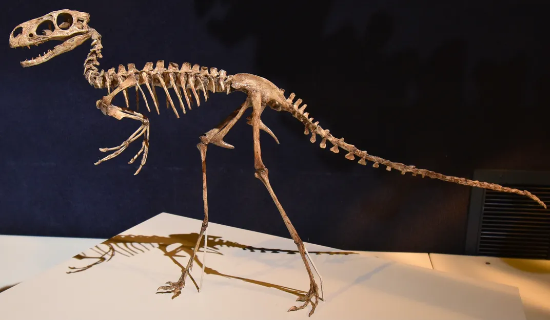 Dilong Skeleton