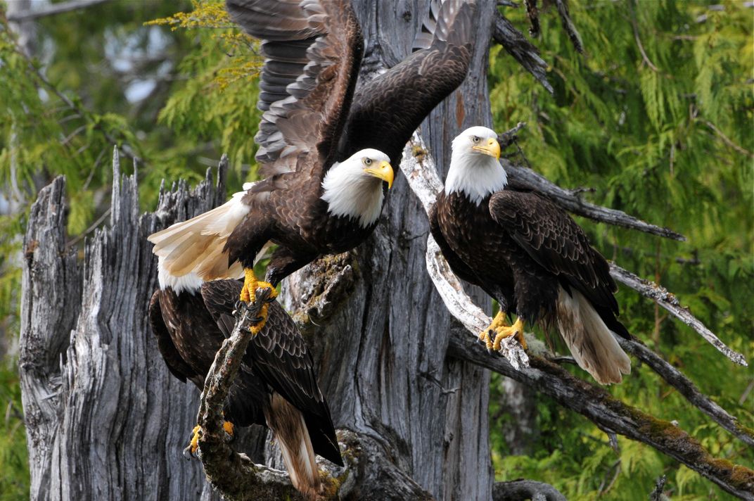 Bald eagles