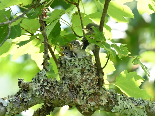 Baby Blue-gray Gnatcatcher in the nest thumbnail