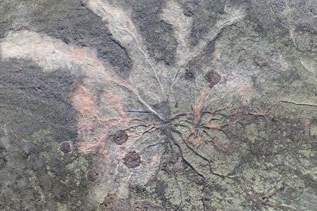 An aerial view of a fossil of Archaeopteris, a 385-million-year-old tree with surprisingly modern-looking roots.