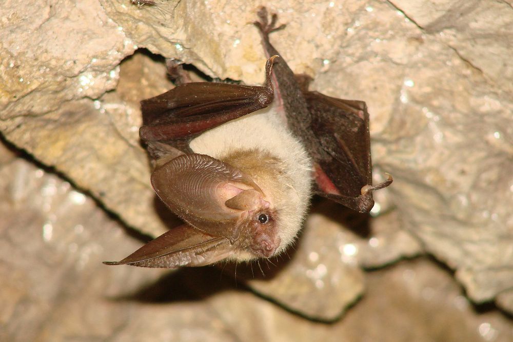 Bat
