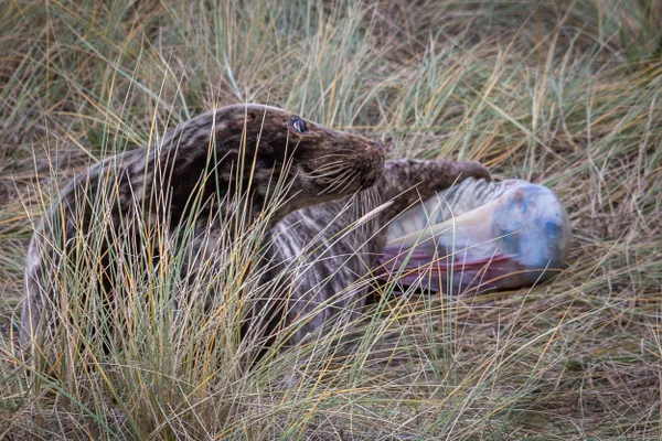 A grey seal giving birth thumbnail