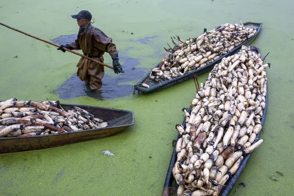 dig lotus roots thumbnail