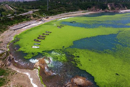 Loss of oxygen allows algae to thrive, which in turn has cascading effects on marine ecosystems.