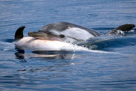 This striped dolphin, photographed in the Gulf of Corinth, may be grieving a relative. A new study examines the evidence.